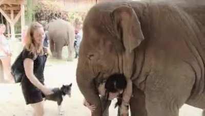 Baby elephant reunited with his favorite zoo keeper