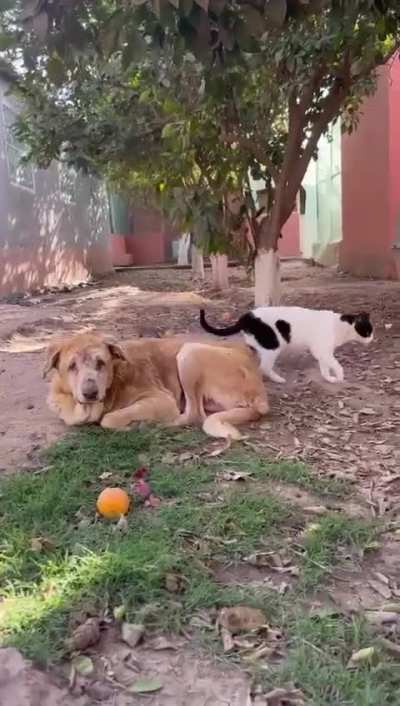 Tam,a street rescue and  resident ‘lifer’ , he has Ehlers-Danlos syndrome and blind, but is truly beloved by his cats who never leave his side at our animal sanctuary Sara Morocco