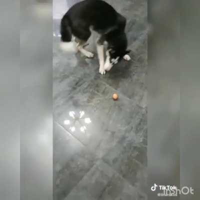 Husky and magic egg 🥚😅😅😅