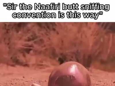 This way gentlemen 🚶🚶🚶🚶