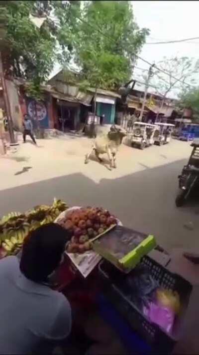 Not sure why the bull got so upset