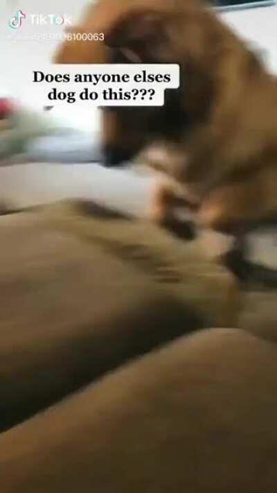 when your dog was raised by foxes