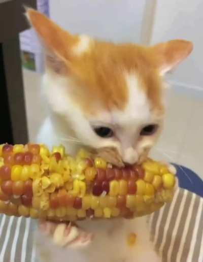 this airplane loves a corn