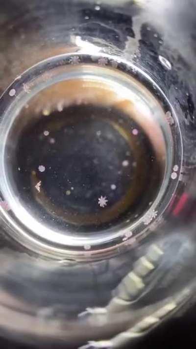 These jellyfish larvaes