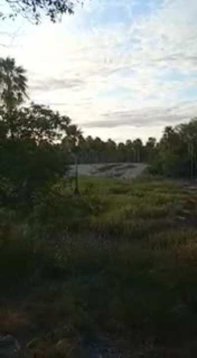 El llamado del amor: Impresionante rugido del Yaguarete en época de buscar pareja, Corrientes