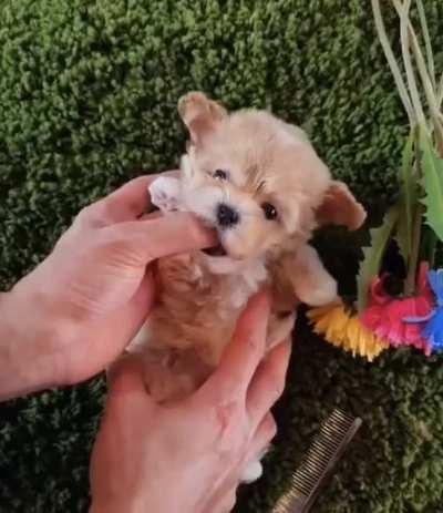 Немного милоты