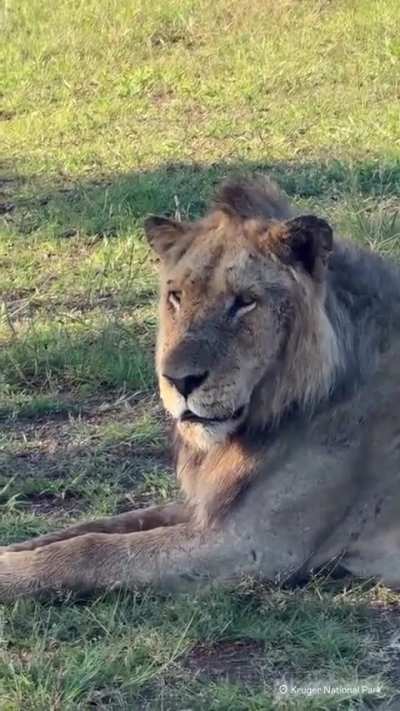 The Shishangaan male Mfowethu, battling bovine tuberculosis, still holds on valiantly. In the vast African savanna, his perseverance is a testament to the unyielding spirit of the wild-every step he takes is a fight for life, a quiet defiance against the 