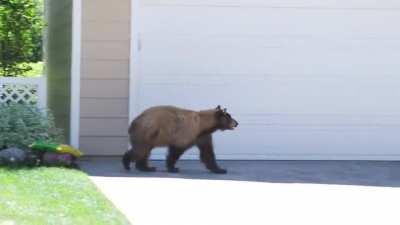 Bear and man spook each other