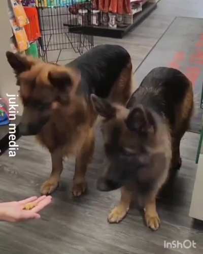 These well behaved dogs wait for permission before accepting a treat