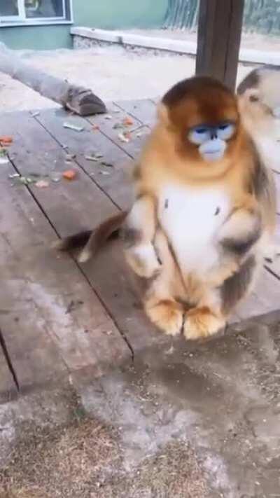 Since u guys like this monkey apparently