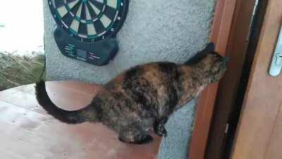 My parent's cat this morning. Meet Juliet.