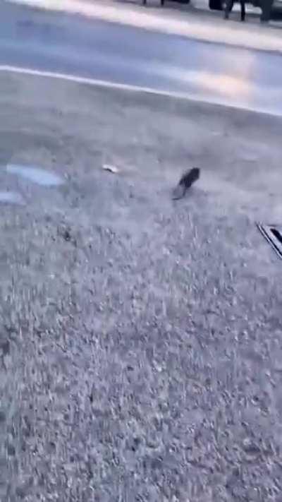 The rat dodges multiple obstacles