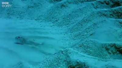 The male pufferfish tries to impress potential mates with his masterpiece.