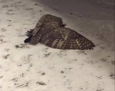 A great horned owl snapping the neck of a raven