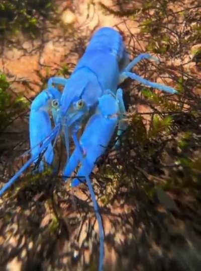 ð¥ A rare blue crayfish chilling in water stream ð