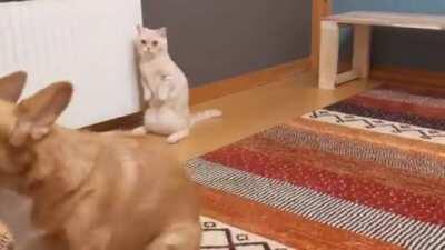 Cat's reaction to a dog scooting by