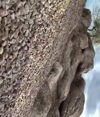 Almost died for the gram