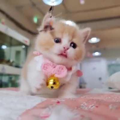 Cute kitty ready for adoption for more details contact me thanks.