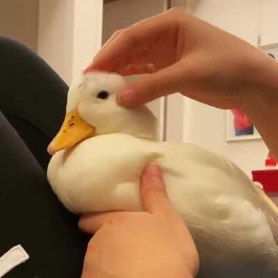 You have entered party duck hours