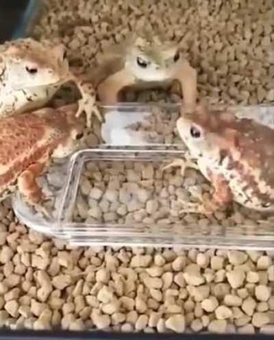 Watch three frogs die inside