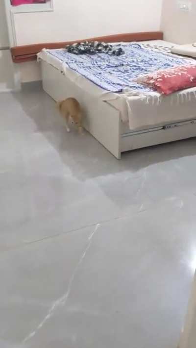 This is how Peanut hops when he's startled or super alert