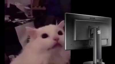 Meu gato está editando o vídeo dele
