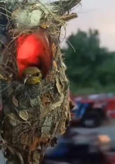 Ladies and gentlemen, we found em; the PC master birbs.