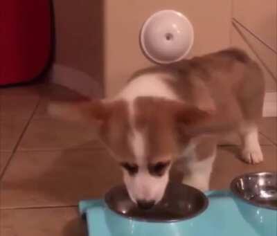 Willo likes to awoo when she is enjoying her food