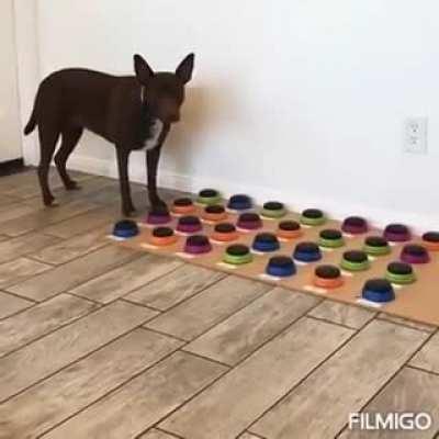 Dog taught to communicate with buttons