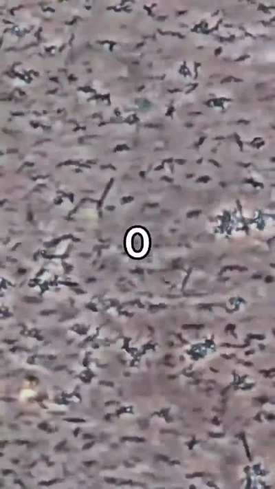 Drop of whiskey vs bacteria