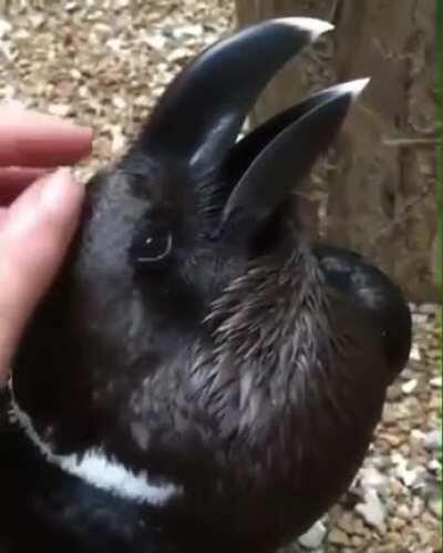 Rabbit or raven?