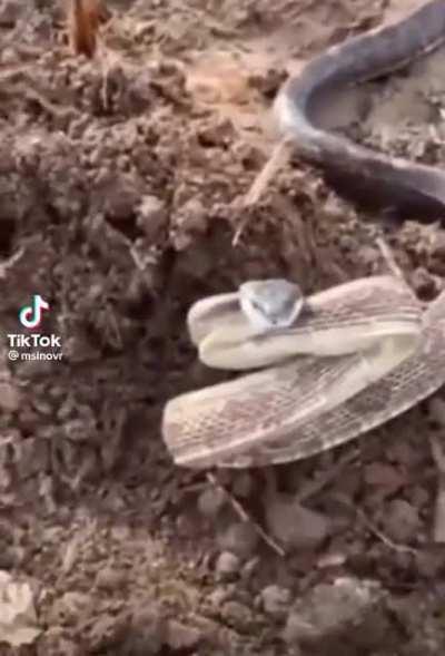 Pov: You're a nasus being harassed by a Cassiopeia in early game