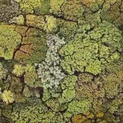 The way the forest looks from the sky