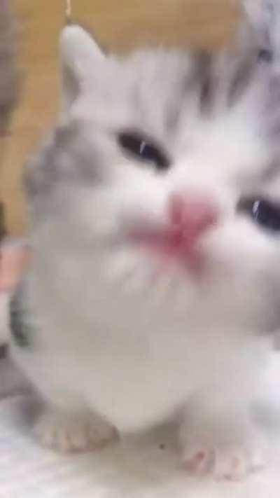 Such a lovely kitten