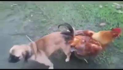 un grande el perro 😎