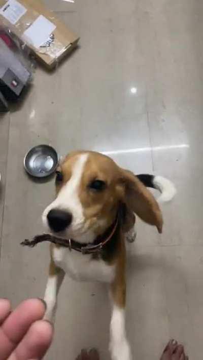 Daku is a no fuss pill eating good boy