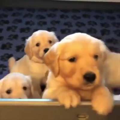 I want to wake up to them every morning