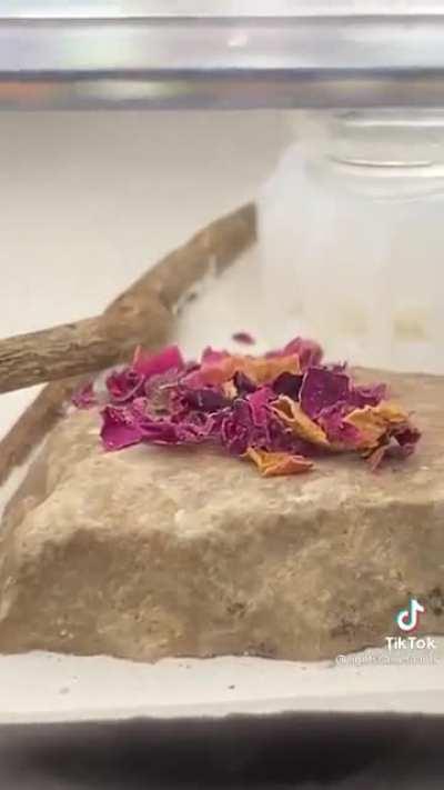 This absolut unit of an ant