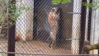 posting yeens until I get to pet one day 933 Human! Where is my food!! You're 5 seconds laaaaaattteee