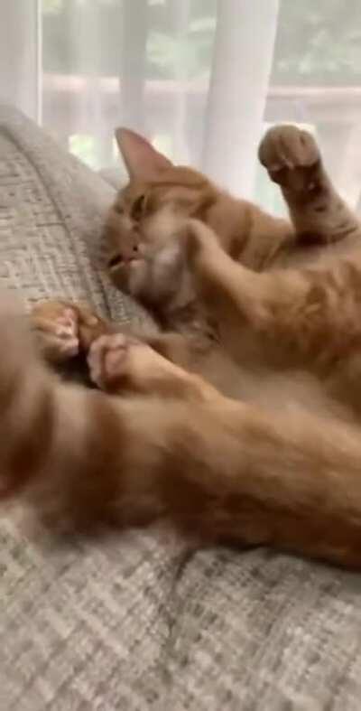 to scratch their ears