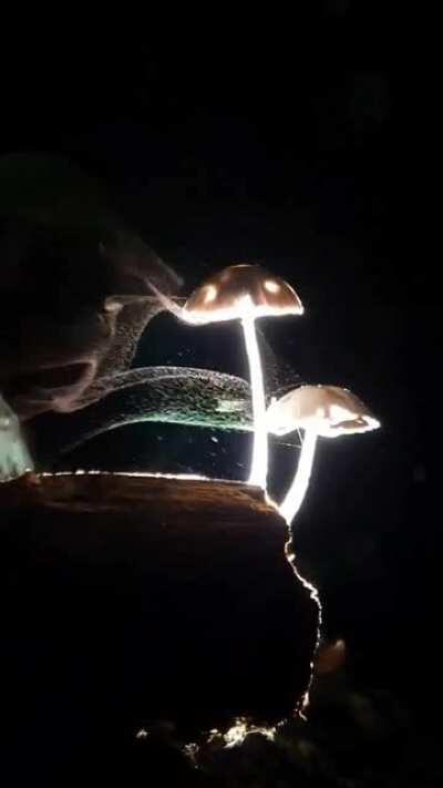 Thought yall would appreciate