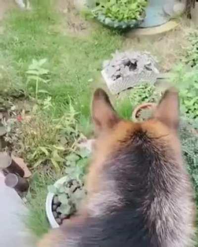 DoG BuLlYInG kiiTen All DAY lOnG WHiLE SiCK HOomn fILmS It