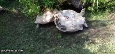Turtle bro flips his upside down friend back up