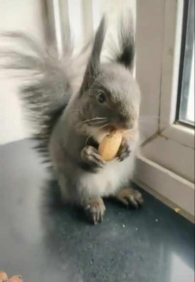 This little guy brings dried seed to exchange for nuts.