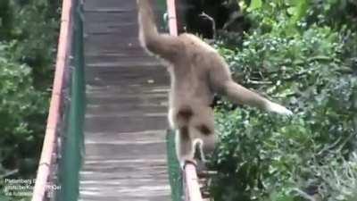 🔥 Gibbon crossing a bridge