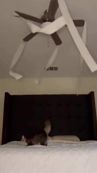 How to keep your cat busy