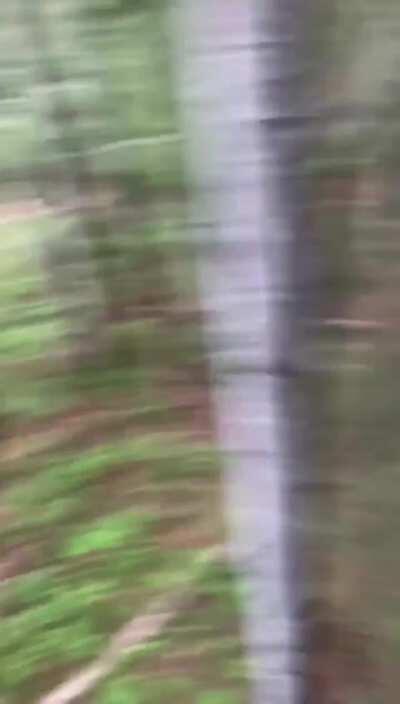 Momma bear comes to aid her cub from brown bear family