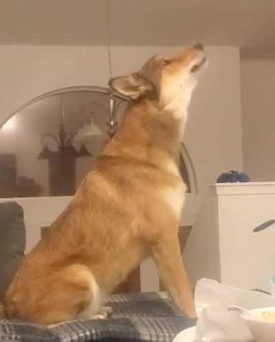 Maybe he's a dog or maybe he's a wolf but at this point I'm too afraid to ask