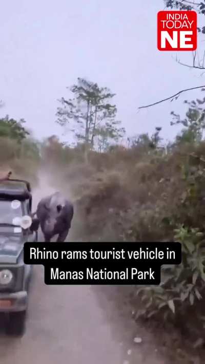 Rhino rams tourist vehicle in Manas National Park