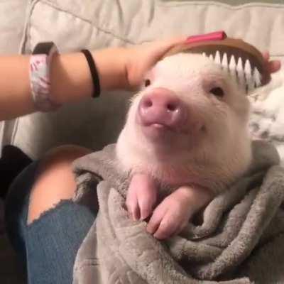 Look at this adorable pupper getting her hair brushed